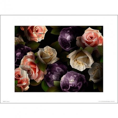 PDH01390 Rose dark (40x50) (͸)