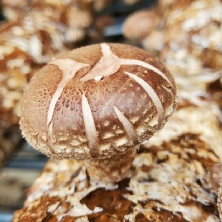 버섯왕 생표고버섯 못난이2kg 실속형식자재 파지