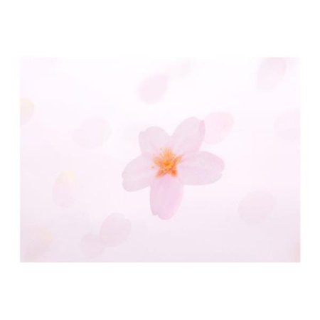 스티키메모지 투명벚꽃 White L 3P 점착식 메모잇